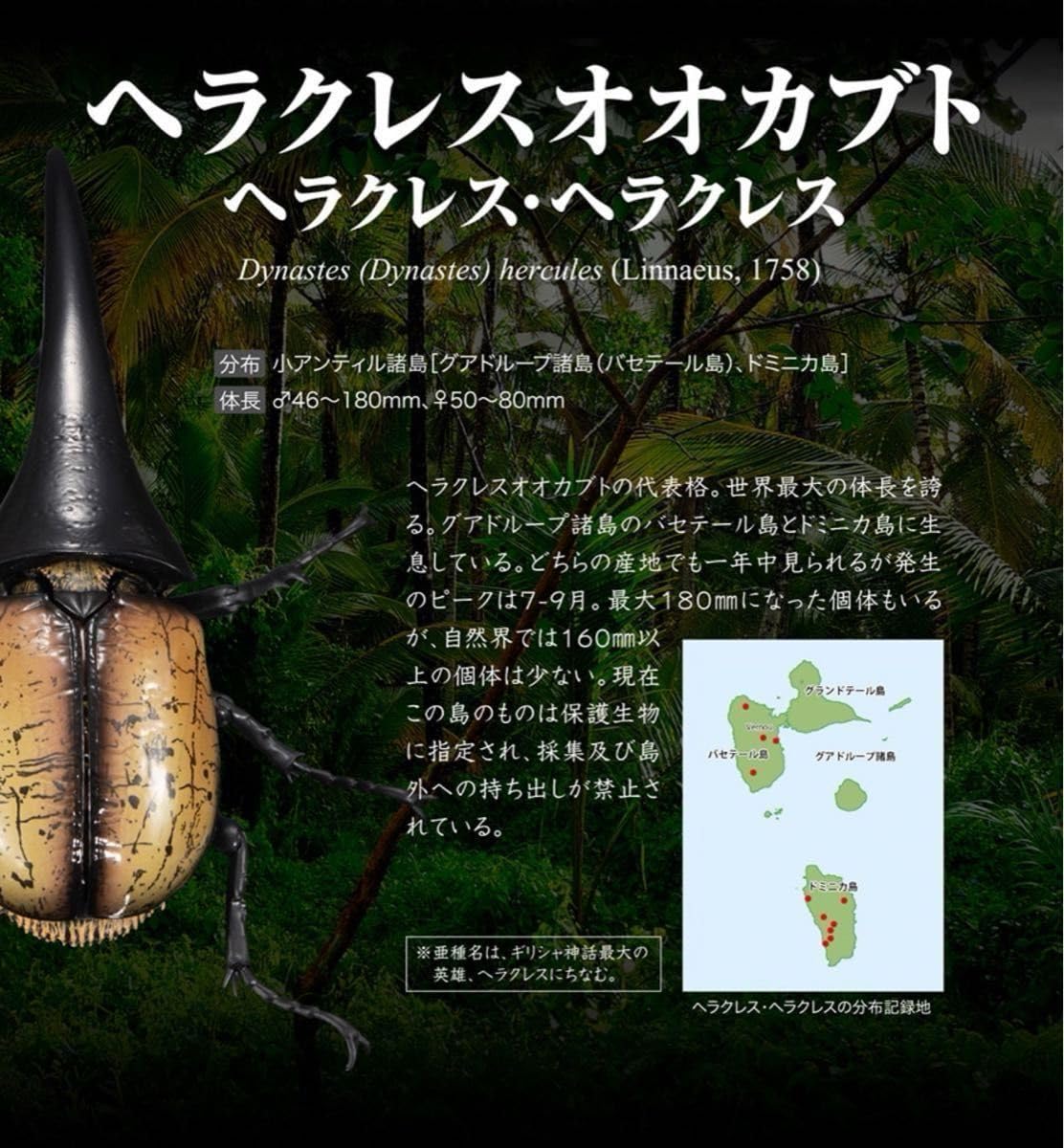 Amazon | いきもの大図鑑アドバンス ヘラクレス オオカブト