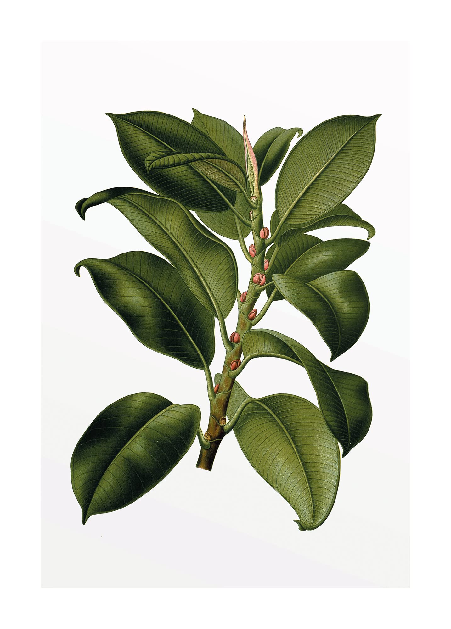 Komar Elastica Tree impression murale artistique Pure Boutique 50x70 cm haute finition