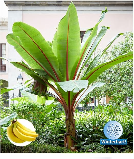 Winterharte-Bananen-Kollektion