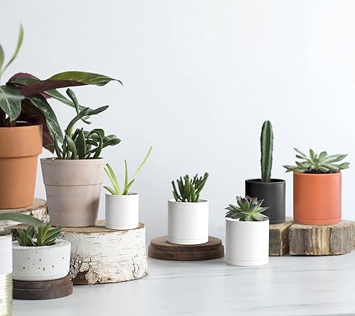 Miniatura 7 de D'vine Dev Paquete de 36 macetas de plástico (12 juegos de 2 pulgadas, 2.5 pulgadas, 3 pulgadas) macetas pequeñas para plantas con agujeros de