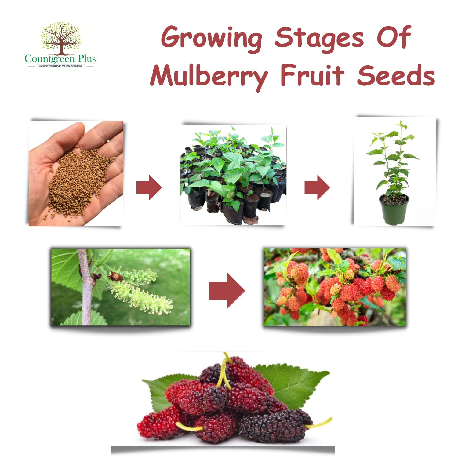 Grow Your Own Mulberry Fruit - Organic Seeds -4 Grow Your Own Mulberry Fruit - Organic Seeds -4