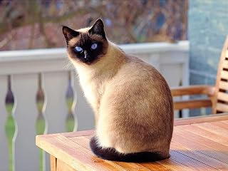 MOER SKY Siamese Cat Diamond Painting Kits, Pet Cat Diamond Art by Number 5D DIY Full Round Drill Rhinestone Cross Stitch Handmade Art Craft Home Wall Decor 12X16 inch