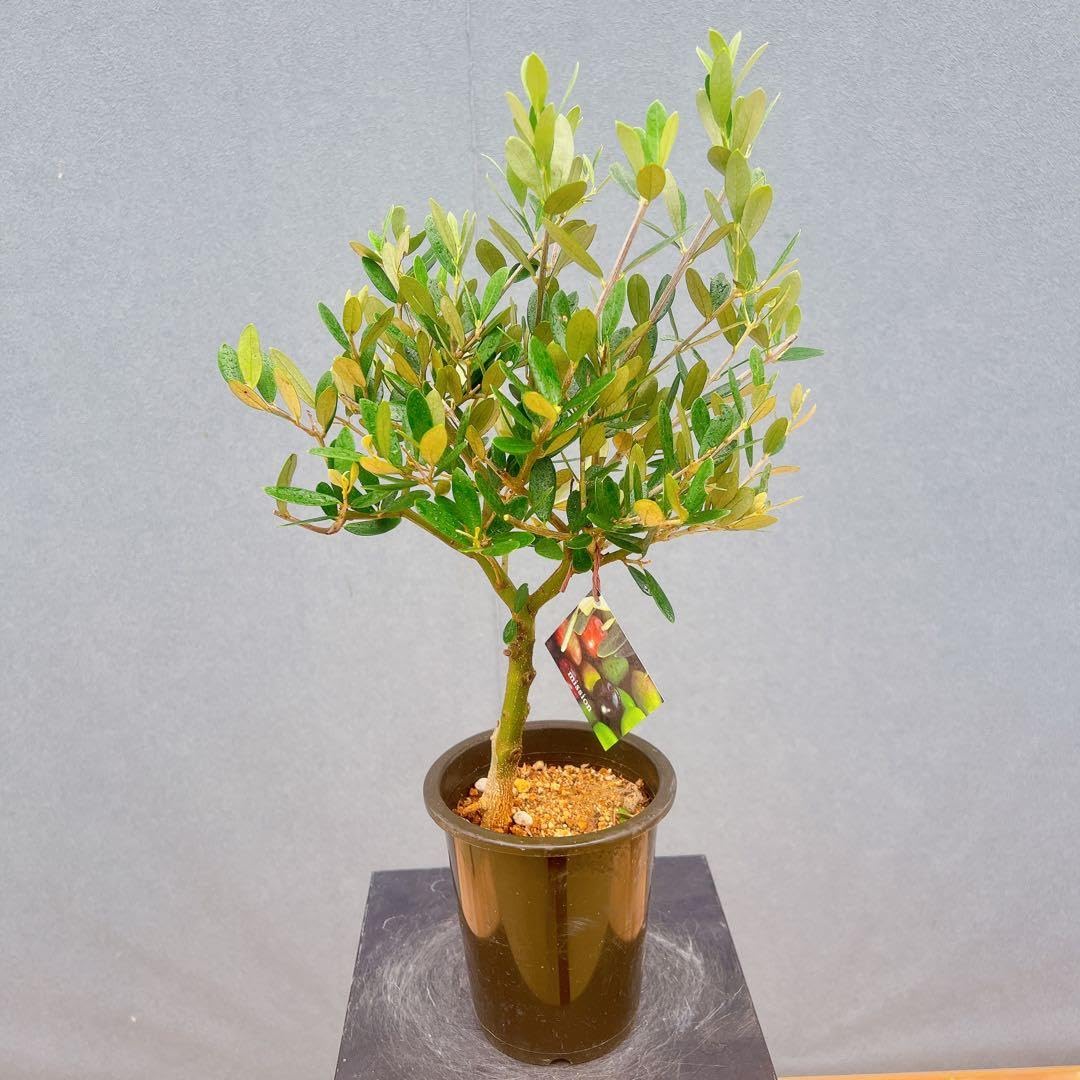 Amazon｜創樹 オリーブの木 オリーブ ミッション 33番 観葉植物