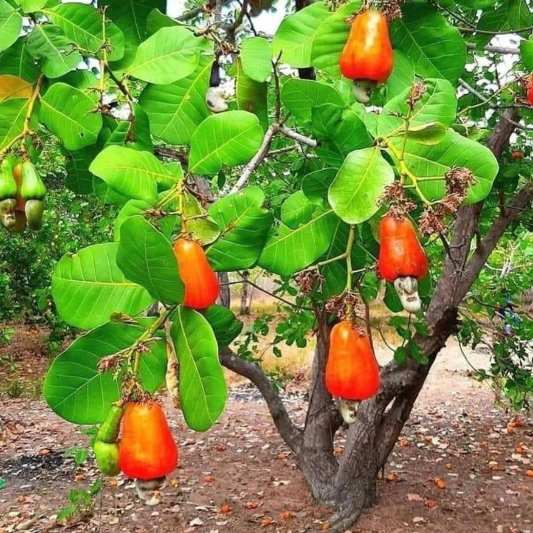 Healthy Kaju Plant for Home Use  Cashew Nut Tree That Grows in Pots or  Direct Soil Easily : Amazon.in: Garden & Outdoors