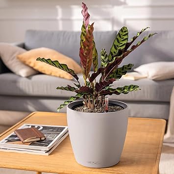 Lechuza 14262 Classico Color LS 21 Self-Watering Planter, Sand Brown