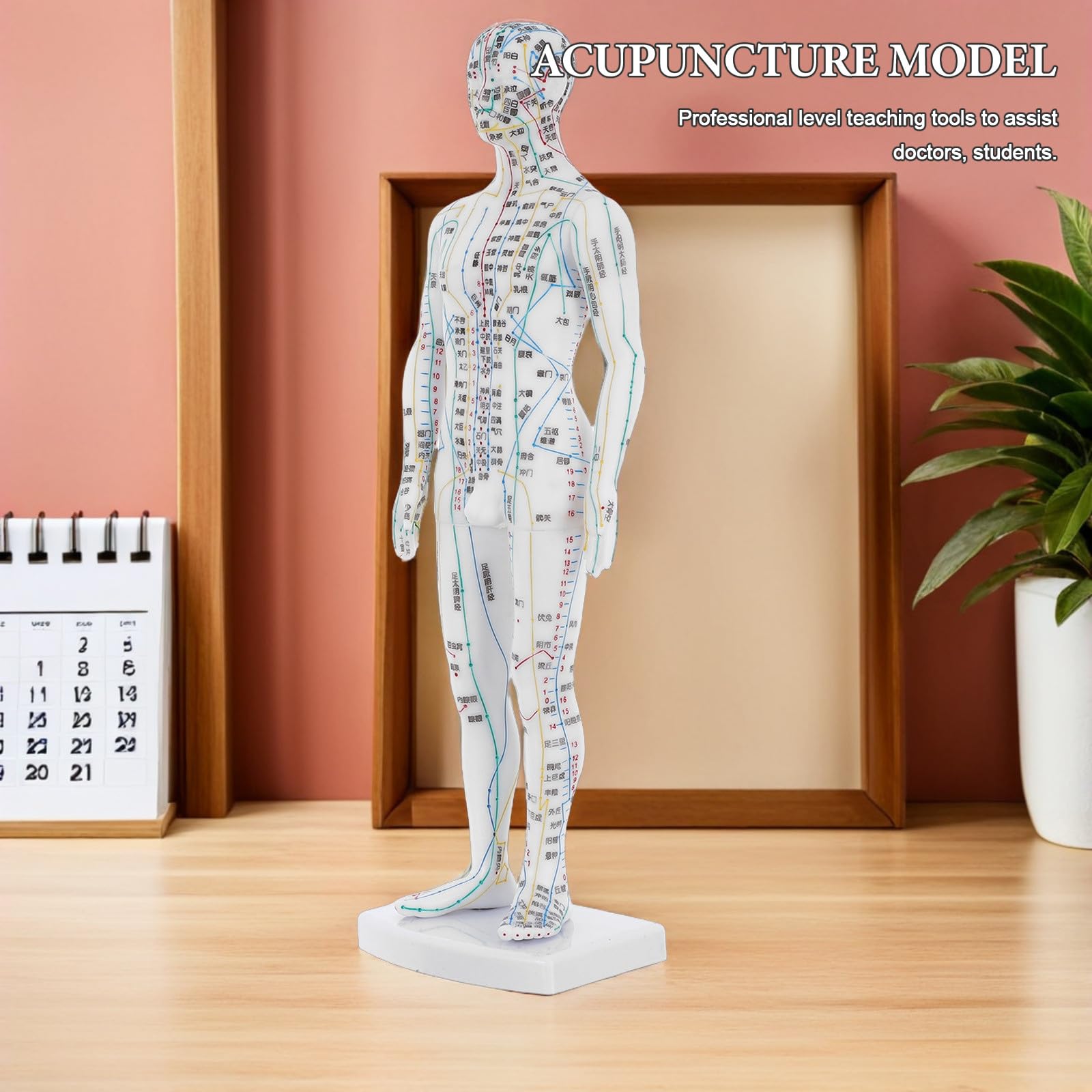 Mannequin Acupuncture Corps Humain Masculin Blanc Résistant Méridiens Complets pour Utilisation Pédagogique et Formation en Cabinet Médecine Chinoise
