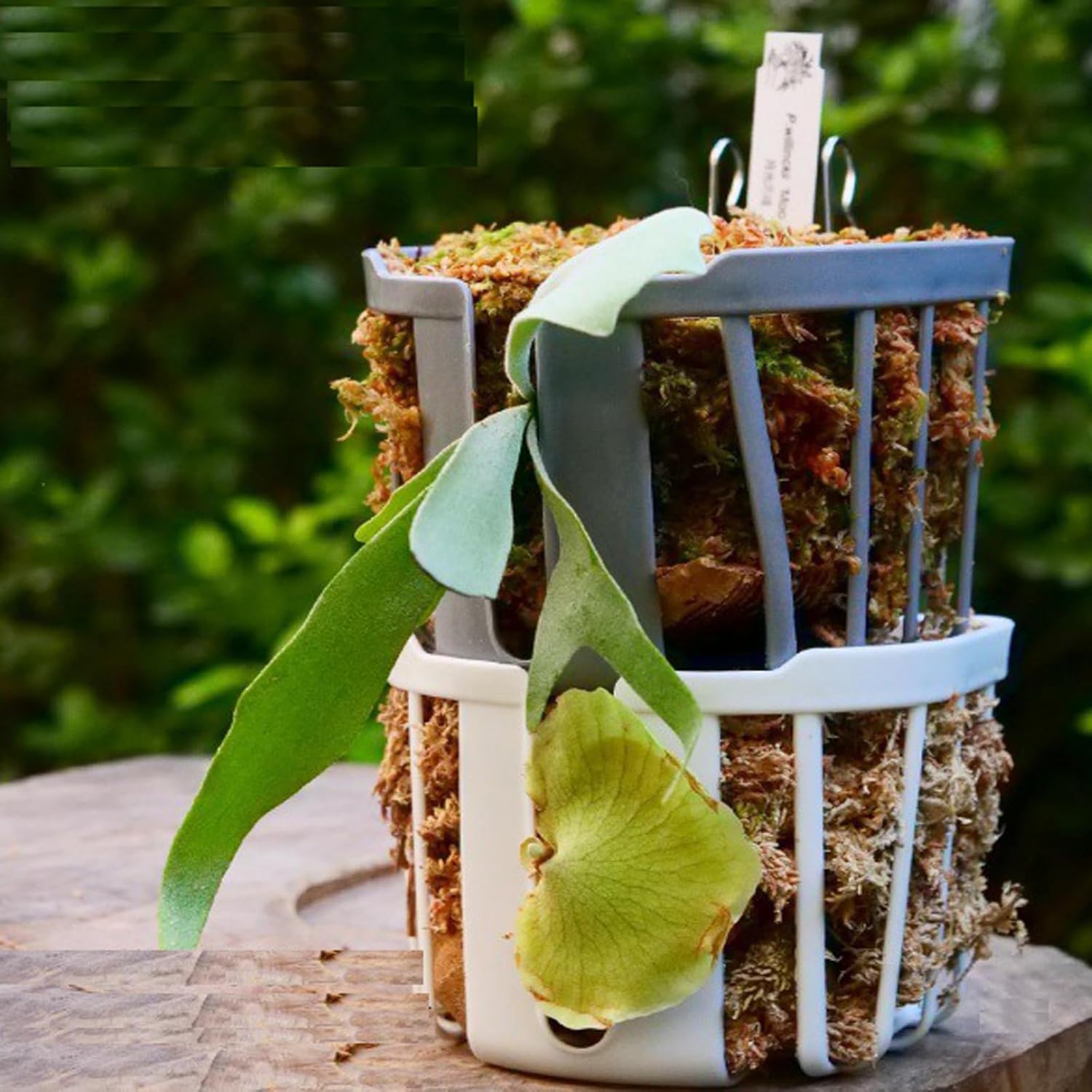 Staghorn Fern Mount Wall Planter Basket Vertical Orchid Hanging Planter for Indoor Outdoor Wall Plant Holder, 4PCS