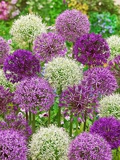 Hardy Mix Flower Bulbs, Perennial Ornamental Bulbs from Holland, for Garden, Balcony, Beds and Pots (10, Ornamental Leek Mix) ornamental leek 10