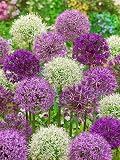 Zierlauch Allium Blumenzwiebeln Winterhart Mix, Mehrjährige Zwiebeln aus Holland, für Garten, Balkon, Beete und Töpfe (10, Zierlauch Mischung)