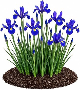 Votaniki Iris hollandica Blue Magic Dutch Iris Bulbs Deep Violet Blue Spring Blooming Flowers for Borders Landscaping Cottage Gardens and Fresh Cut Flower Arrangements 20 Pack