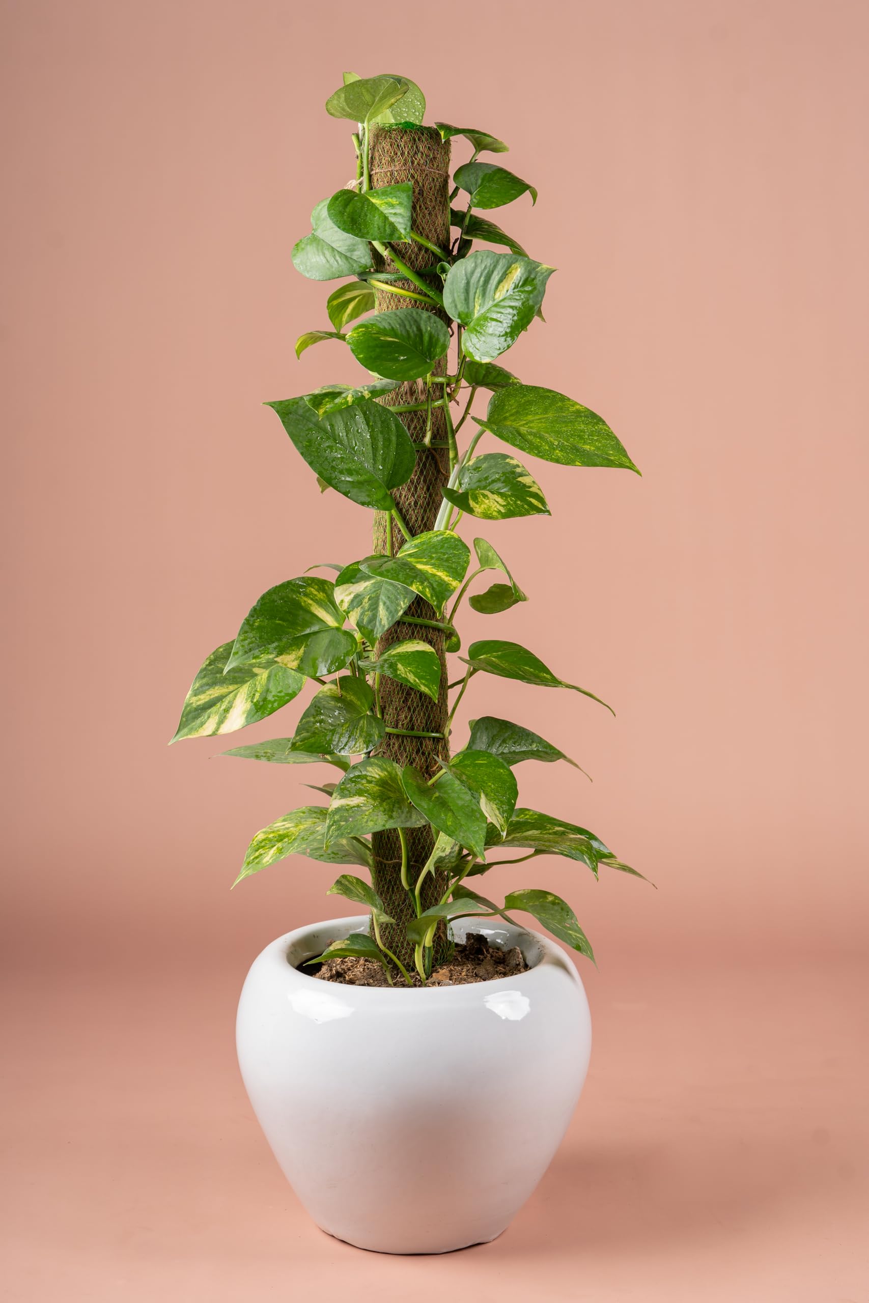 Money Plant with Monstera Indoor Houseplant with Trailing Vines | Easy Care Air Purifier | Ceramic Planter-image-33