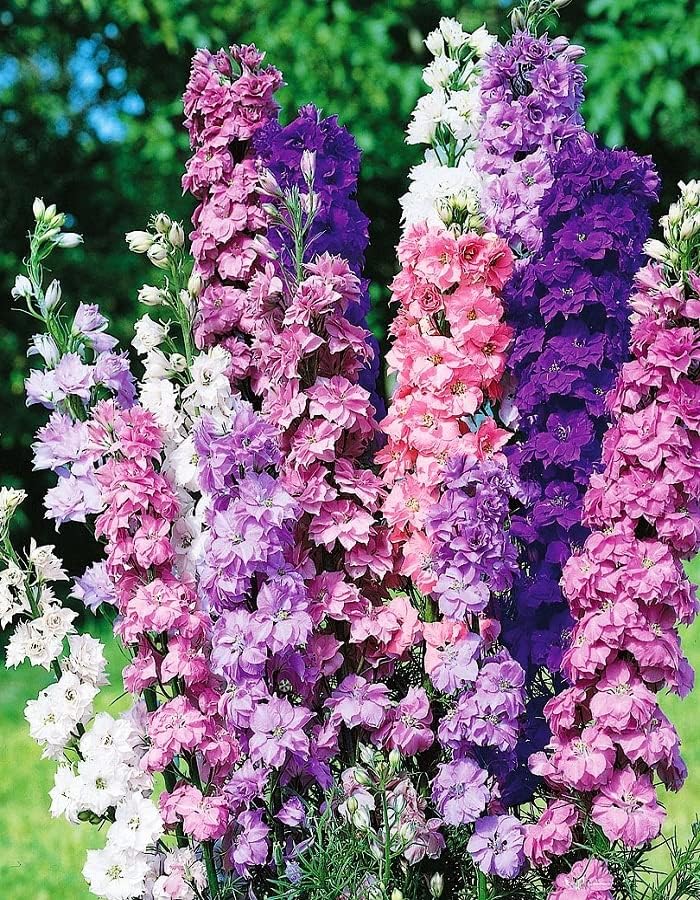 Miniatura 5 de RAISE ME UP Seeds Giant Larkspur Mix Tall Delphinium - Flores anuales