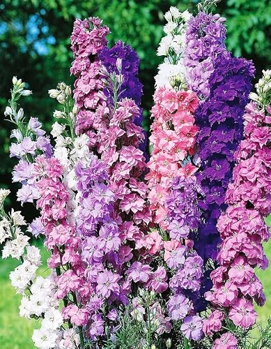 Raise Me Up: Seeds Giant Larkspur Mix Tall Delphinium Annual Flowers #TOP4