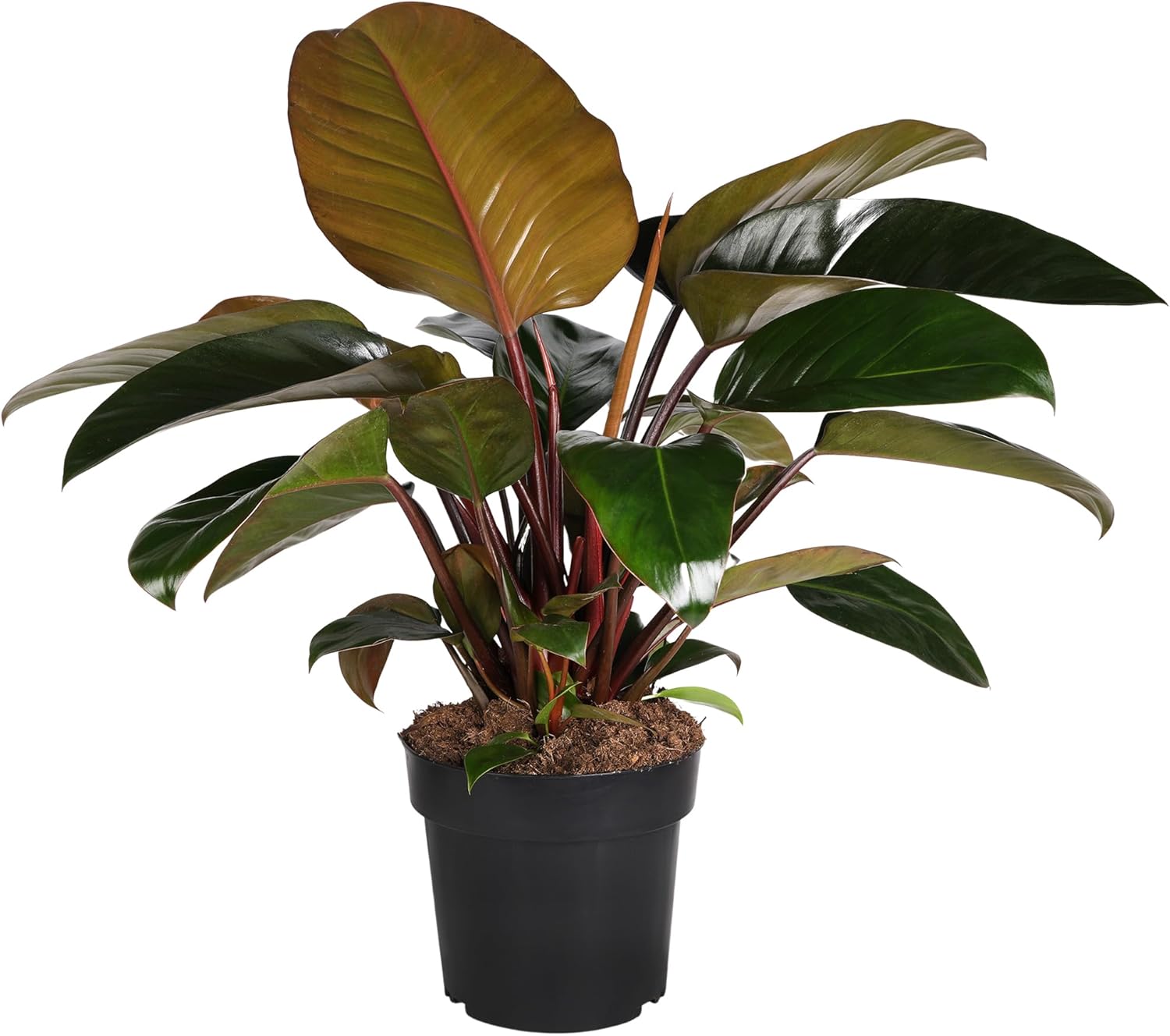Green Circle Growers 8in Philodendron Imperial Red in Grower Pot
