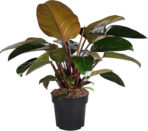 Green Circle Growers Rojo imperial filodendro de 8 pulgadas en maceta de cultivo