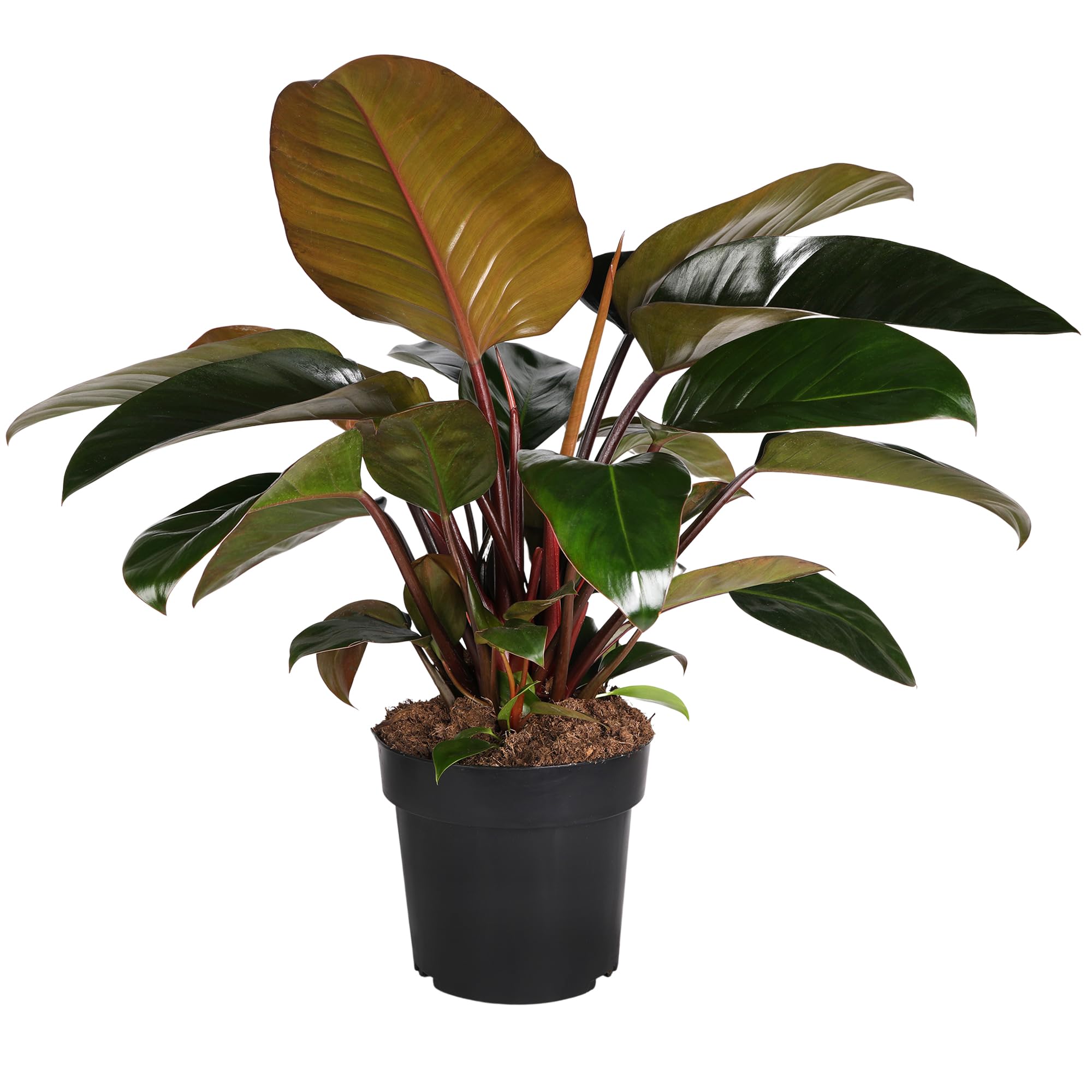 best size pot for snake plant Mikado Snake Plant  Plant Detectives
