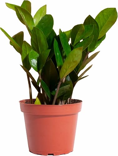 Shop Succulents ZZ Plant, planta de interior viva en maceta de vivero, purificador de aire de fácil cuidado en mezcla de tierra para macetas,