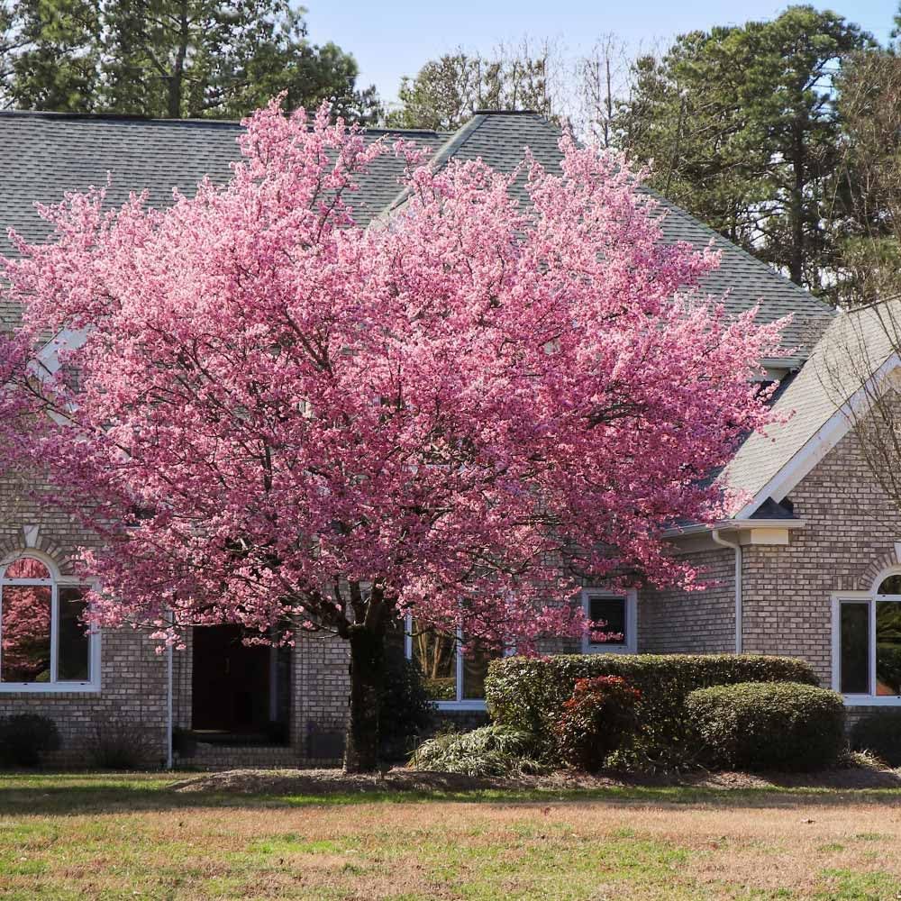 Brighter Blooms - Kwanzan Cherry Tree, 3-4 ft. - No Shipping to AK, AZ, CA, CO, HI, ID, OR, WA
