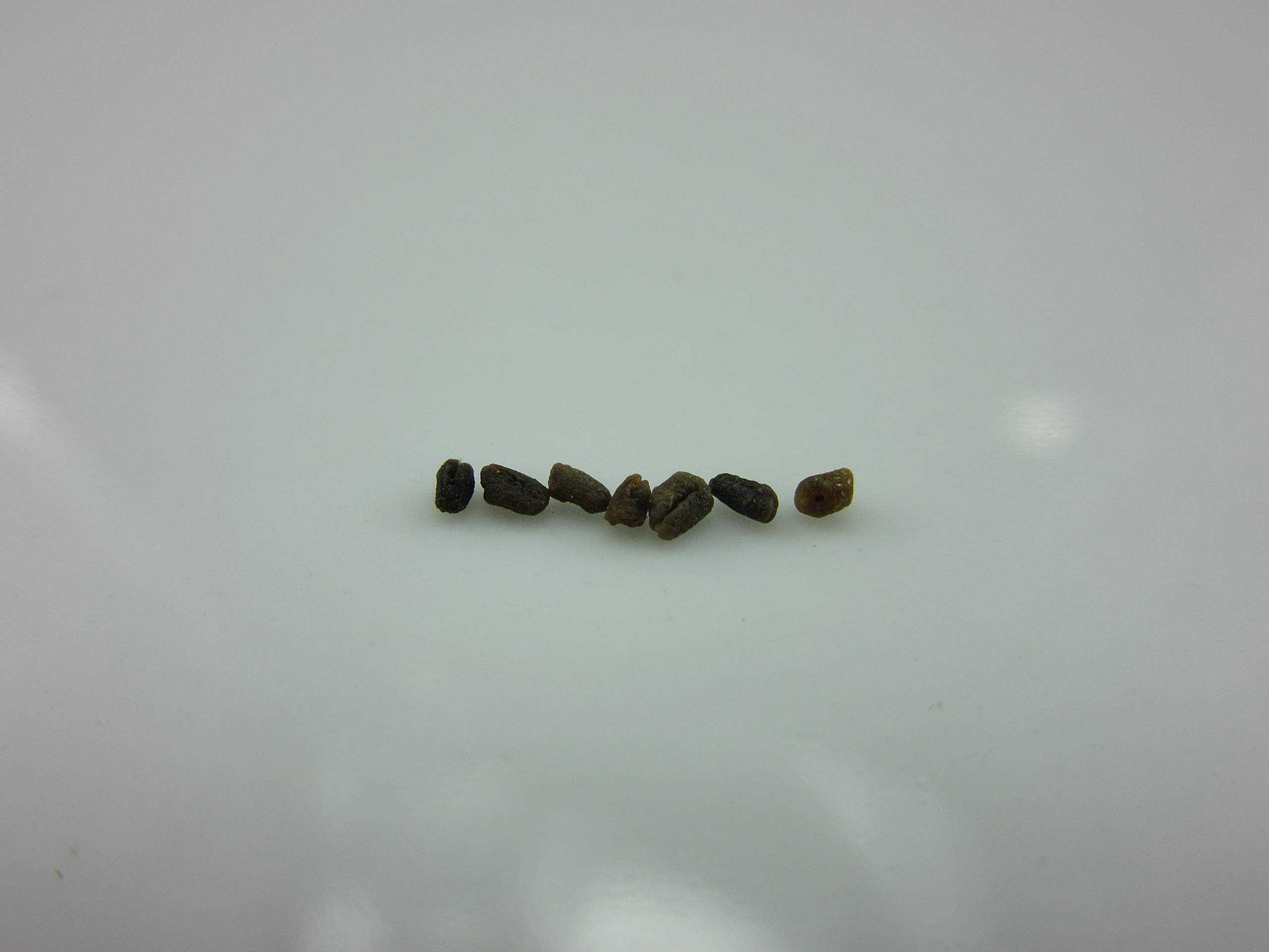 1080A-King of Bitters Herb (Andrographis Paniculata/Kalmegh) Seeds by Robsrareandgiantseeds UPC0764425786665 Non-GMO,Organic,USA-Grower,1080-A Package of 7 Seeds