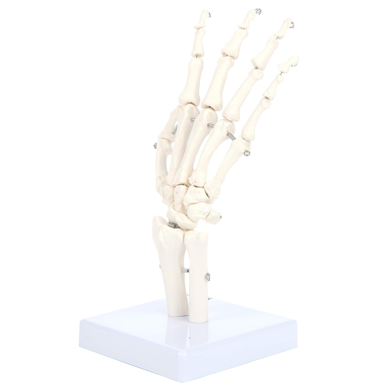 Axis Scientific Skeletal Hand with Wrist, Ulna, and Radius, Fully Articulated Flexible Hand Skeleton is Secured with Wire to Demonstrate Movement, Includes Base for Demonstration and Study