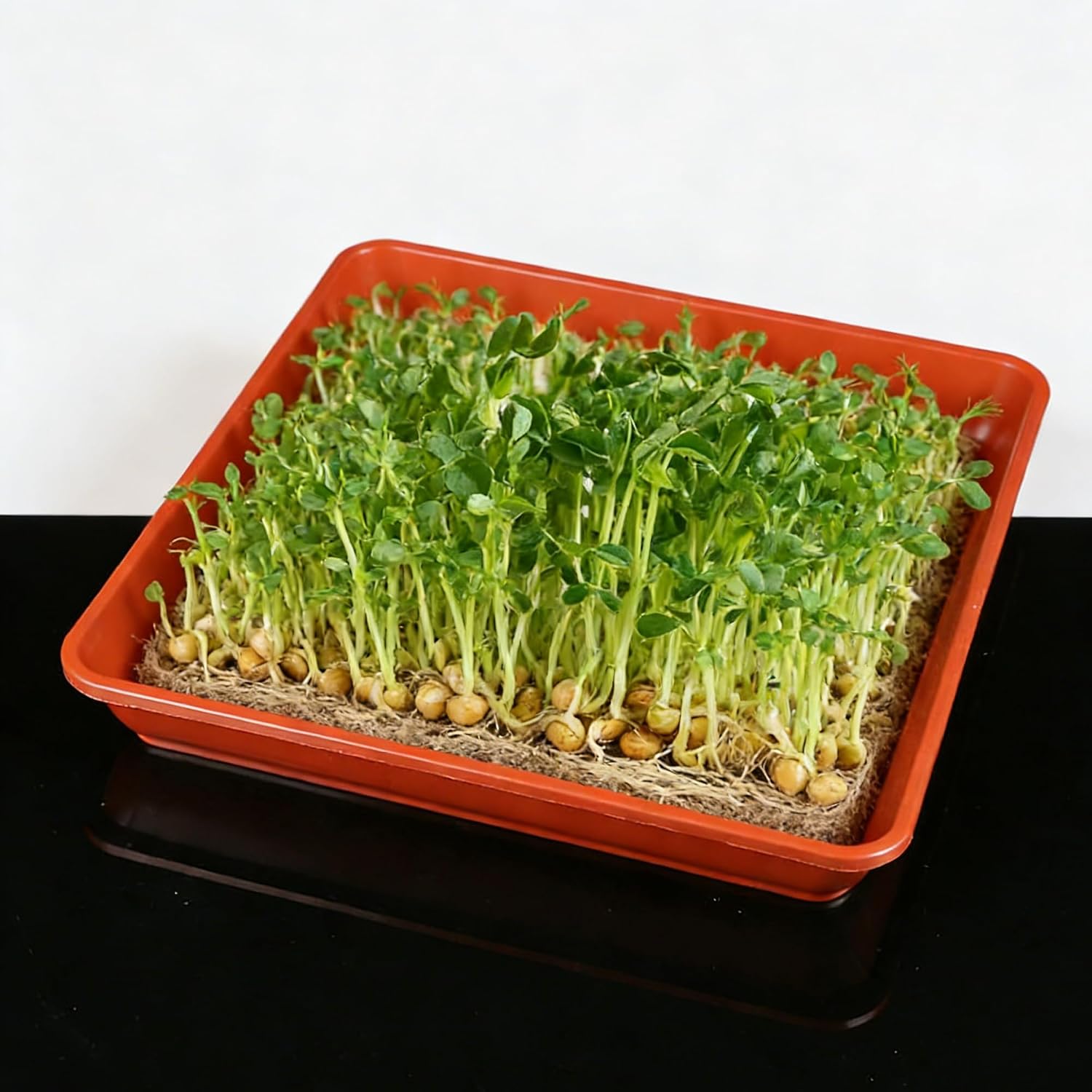 Microgreens Growing Trays Kit –3 Pack (12 x 12) in MicroGreen Grow Trays with 4 Hemp Fiber Grow Mats, 10 x 10 x 1.8 Inch Seed Starter Trays for Growing Microgreens, Indoor Gardening