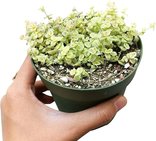 Miniatura 3 de Sedum Little Missy Suculenta maceta de plástico de 4 pulgadas suculenta abigarrada viva saludable