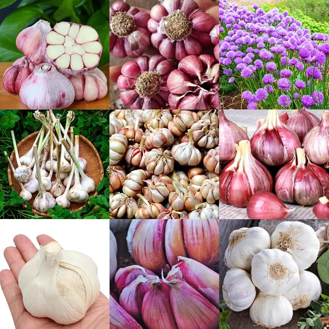 9 Bulbs Fresh California Softneck Garlic - Ready For Planting Or Growing Your Own