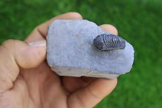 Gerastos Trilobite Fossil Trilobites Rock Fossils from Morocco Trilobite Fossil Devonian Fossil Phacops Trilobite A610