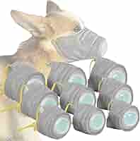 8-Quart Digital Air Fryer