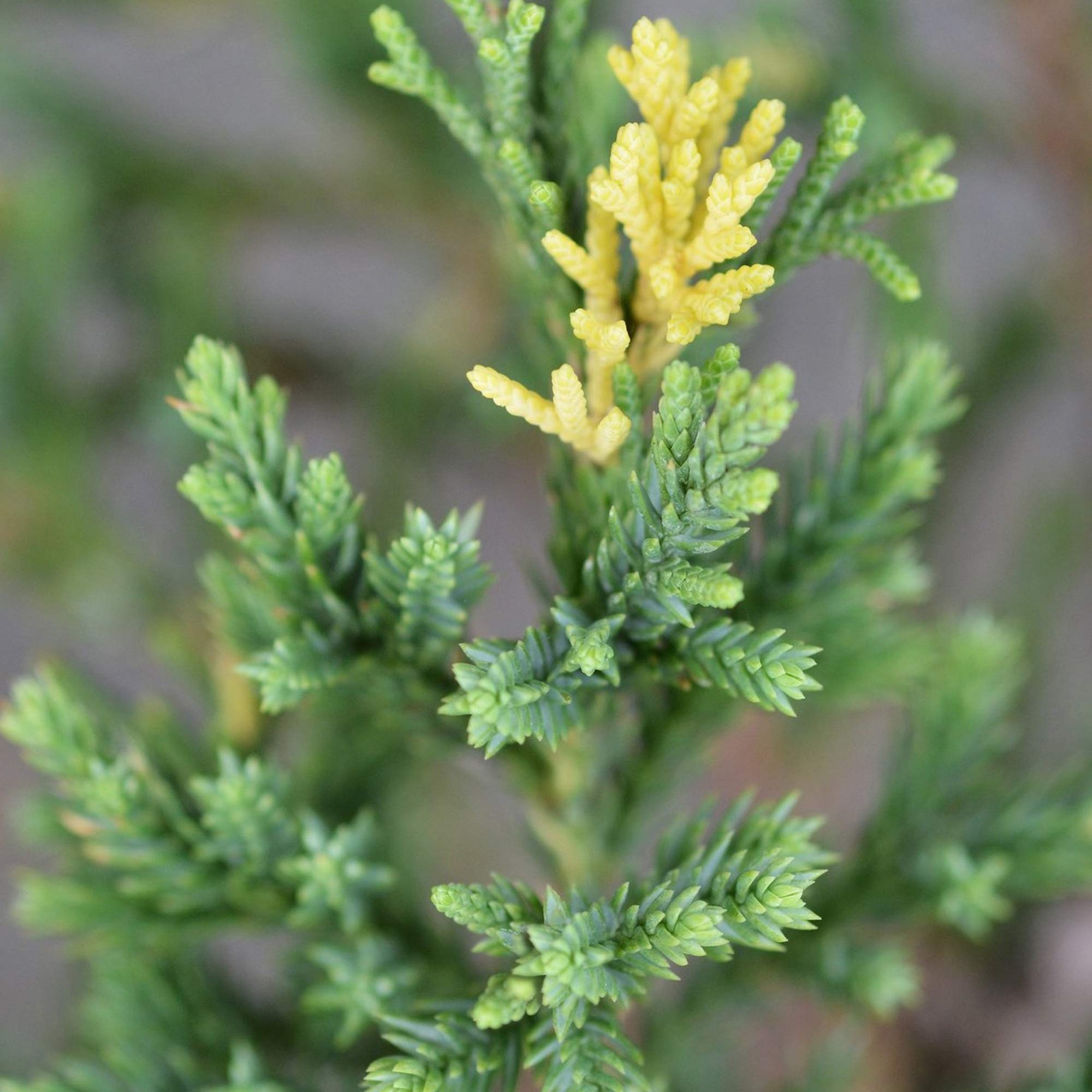 Juniperus chinensis 'Stricta' Chinese Juniper Evergreen Garden Conifer | 9cm Pot