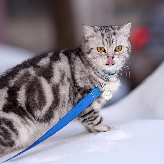 Foto 4 de 7 de Uiopa Placas para Perros Grabadas, Chapas para Perros Personalizadas