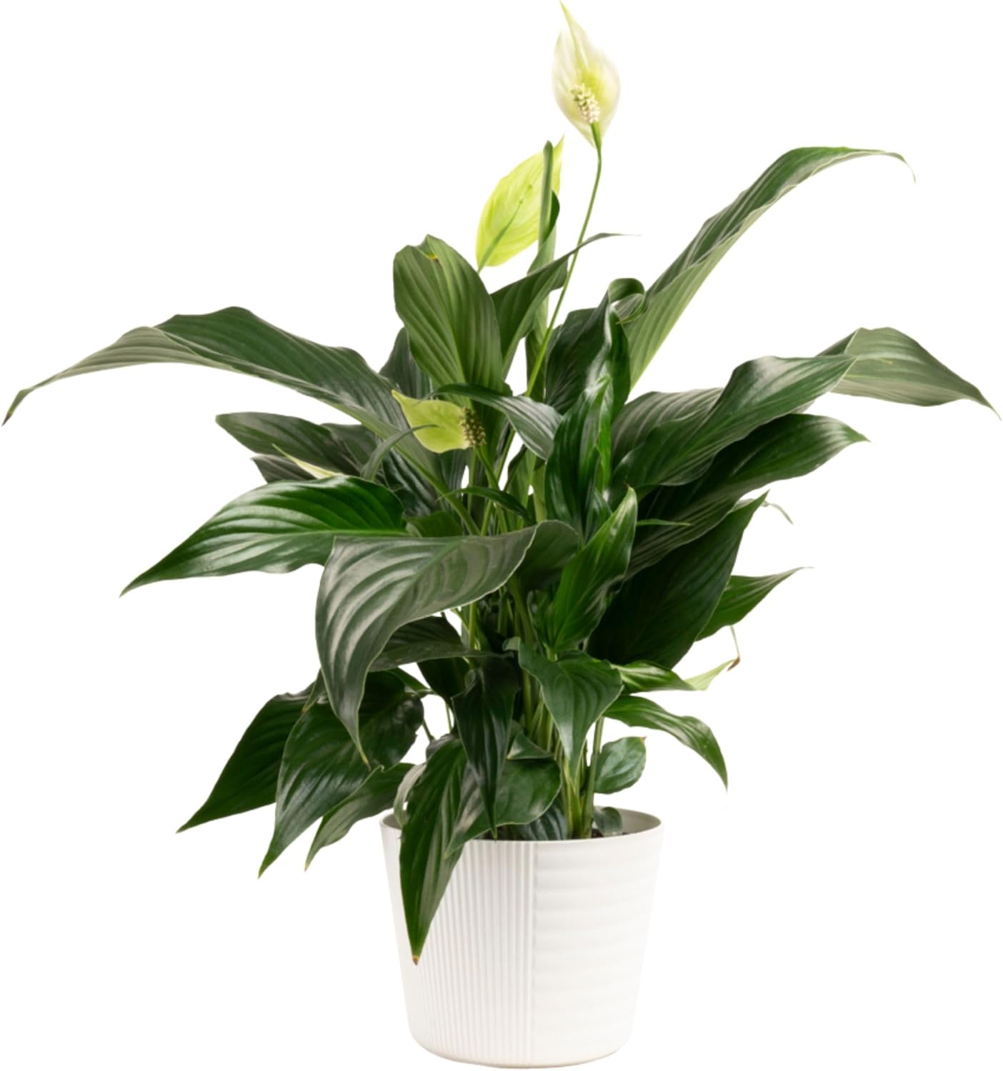 Costa Farms Spathiphyllum Peace Lily Live Indoor Plant in in Premium Scheurich Ceramic Planter, 15-Inch