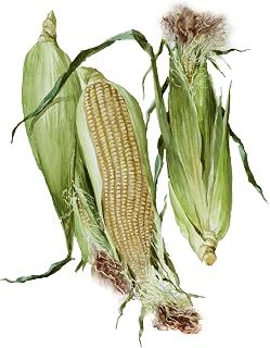 Corn Print Housewarming Decor Watercolor Still Life Painting Foodie Gift Aquarelle Vegetables Art Corn Decor Kitchen Art Corn Nature 8 x 10 inches Unframed