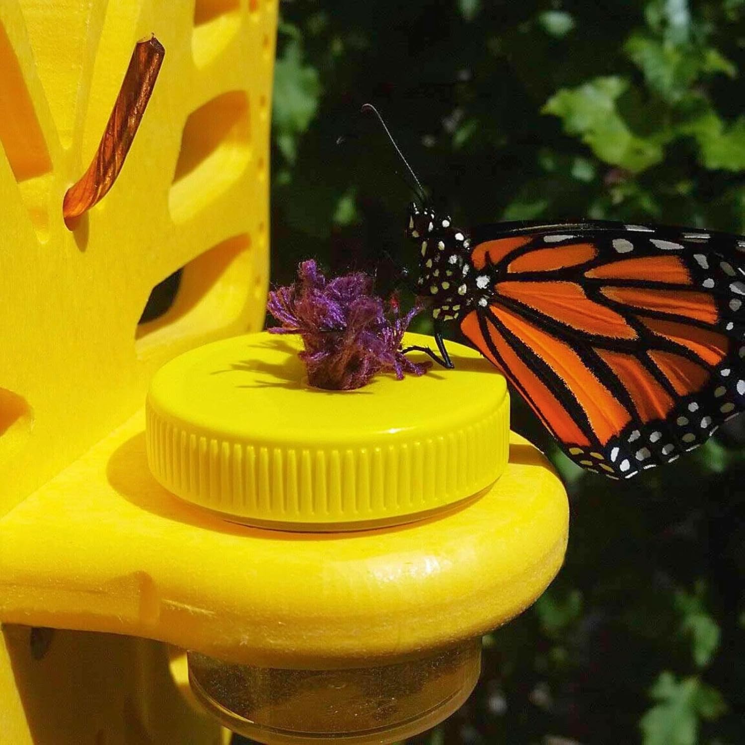 JCS Wildlife Double Nectar DOTS Hanging Butterfly Nectar Feeder - Bright Yellow Color - Made in The USA