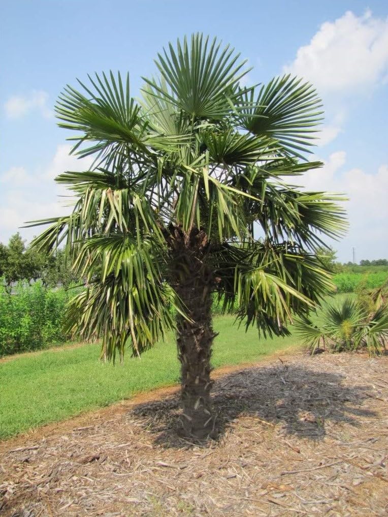 Palma cinese di Chusan "Trachycarpus fortunei" pianta in vaso ø19 cm FOTO REALE Vivaio di Castelletto