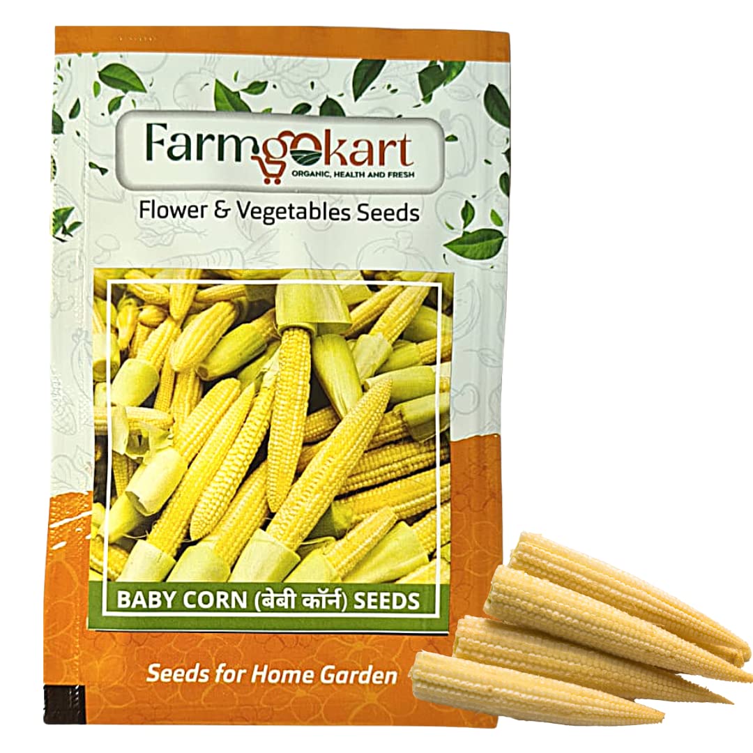 Farmgo ~ 50 Grams – Baby Corn (F1- Hybrid) Planting Seeds – ideal for both home gardening, Open farming, and Poly Houses