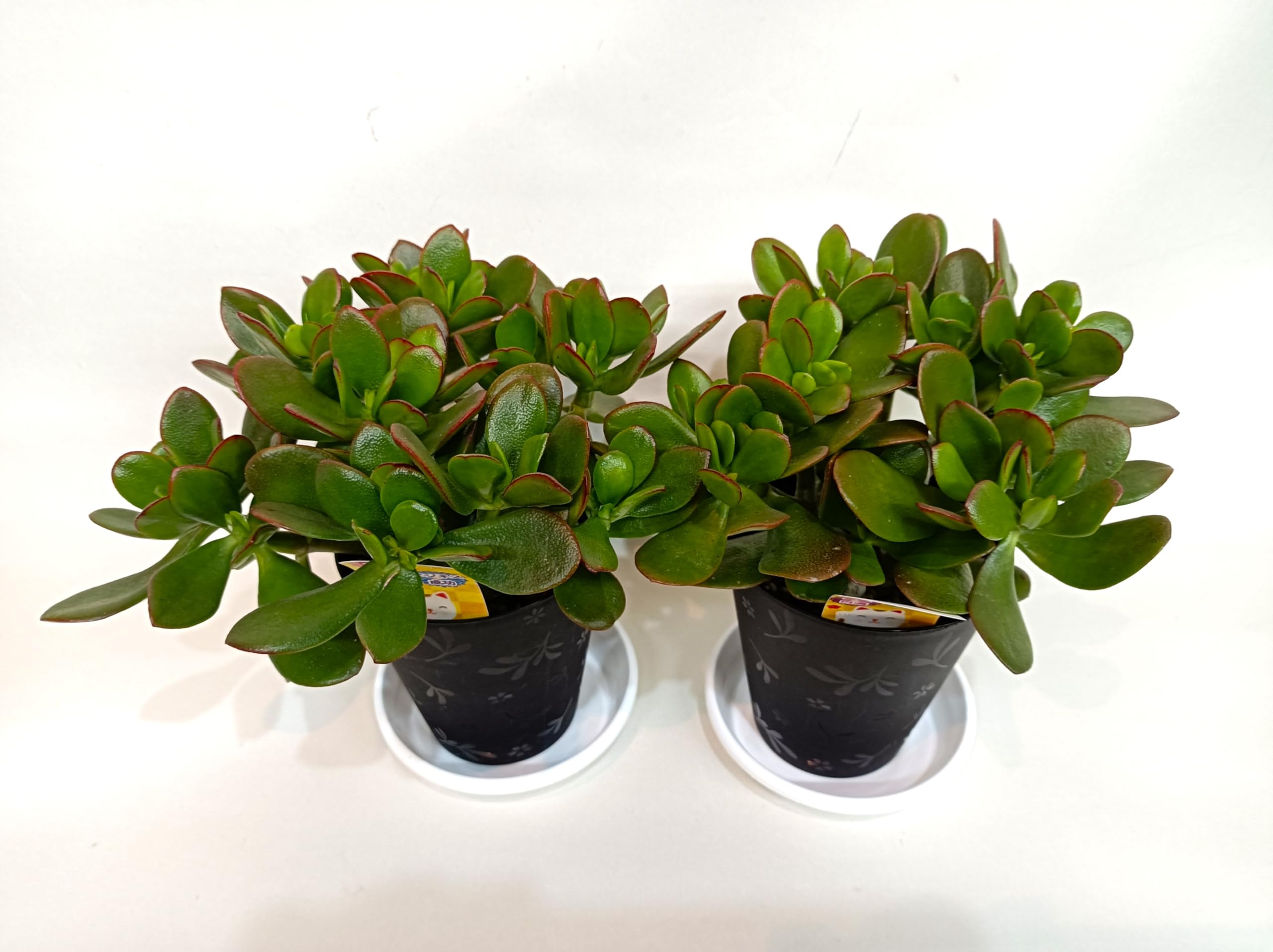 Amazon｜金のなるHappyの木【金のなる木 4号 鉢皿つき 2個セット】jade