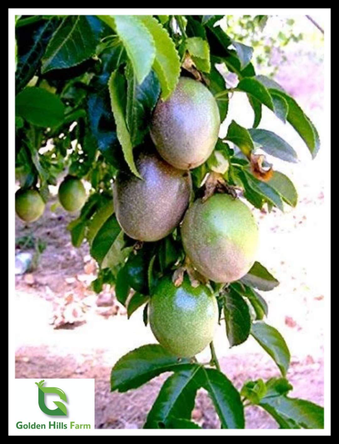 Golden Hills Farm Medicinal Rare Fruit Plant - Rare Exotic Passion Fruit (Granadilla) Live Plant (1 Healthy Plant) (B07QJSB9F9) Amazon Price History, Amazon Price Tracker