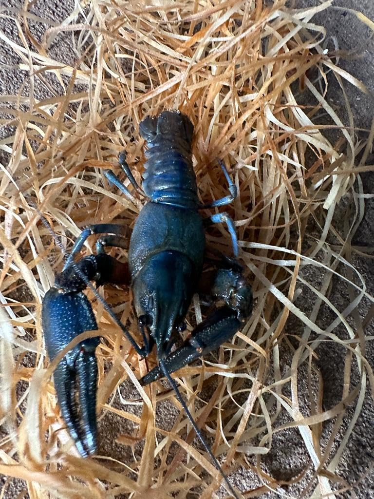 Blauer Edelkrebs-Rarität-die Gesundheitspolizei für den Gartenteich