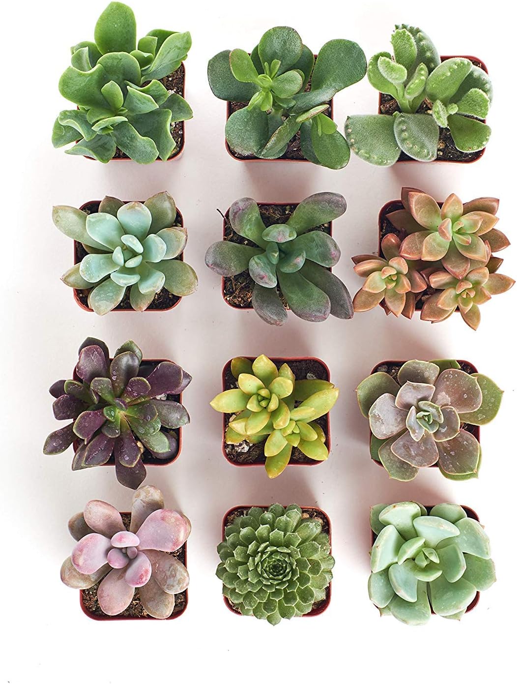 Altman Plants Live Succulent Plants (20 Pack) Bundle with Shop Succulents Unique Succulent Plant Pack Collection