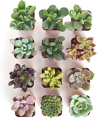 Miniatura 7 de Shop Succulents  Colección única de plantas suculentas vivas y  Plantas vivas únicas