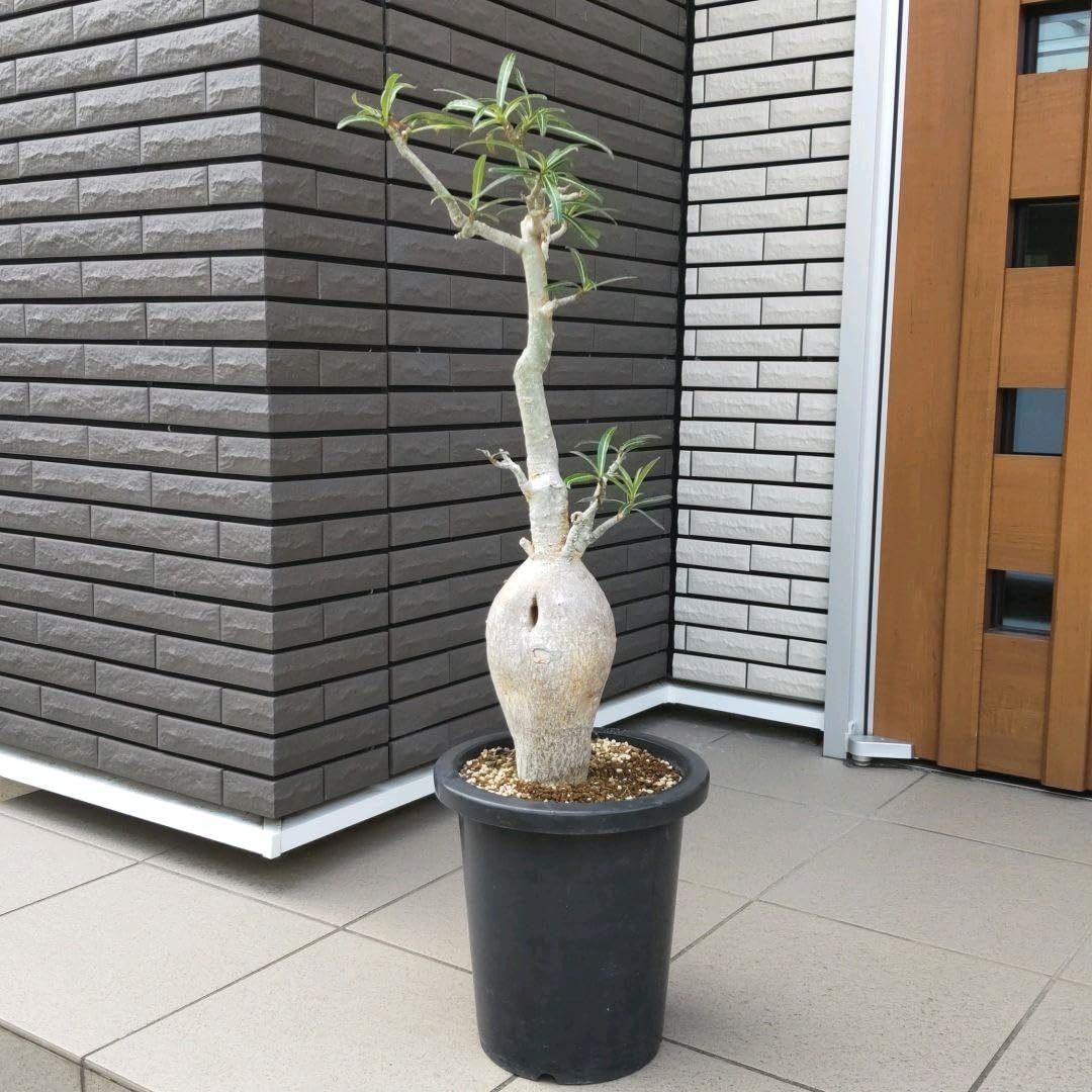 【現品】塊根植物 アデニウム ソマレンセ ８号鉢 Amazon｜塊根植物 アデニウム ソマレンセ 8号鉢｜観葉植物 オンライン通販