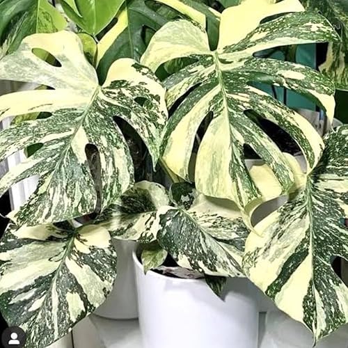 Miniatura 5 de Philodendron - Planta viva, planta de interior abigarrada rara para el hogar u oficina, planta tropical de interior de 5-8 pulgadas de alto
