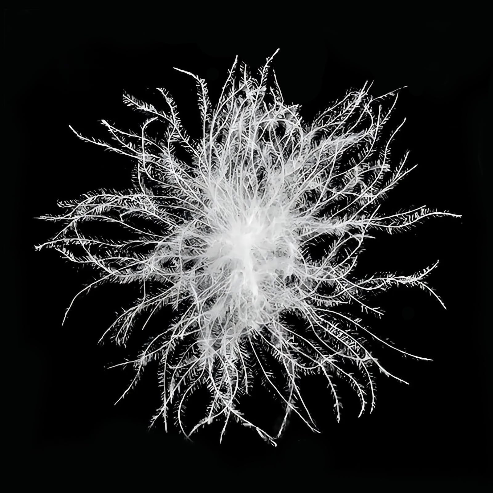 Bulk White Goose Down and Feather - 90% Down 650 + Fill Power Goose Down Stuffing Bedding Pillow DIY USA Standard (200g,0.44LB 90% White Goose Down)