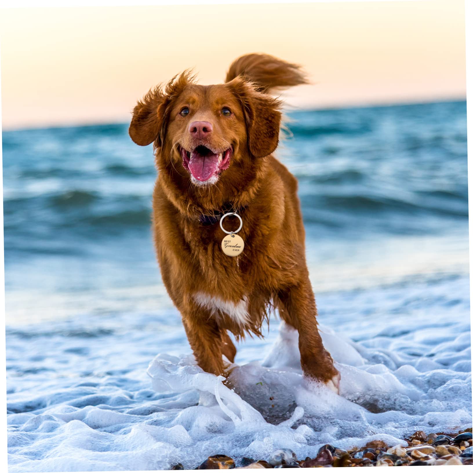 ABOOFAN 16 Piezas identificación de mascota etiqueta de perro grabada etiqueta de identificación del cachorro s de nombre de cachorro de nombre de mascota letras