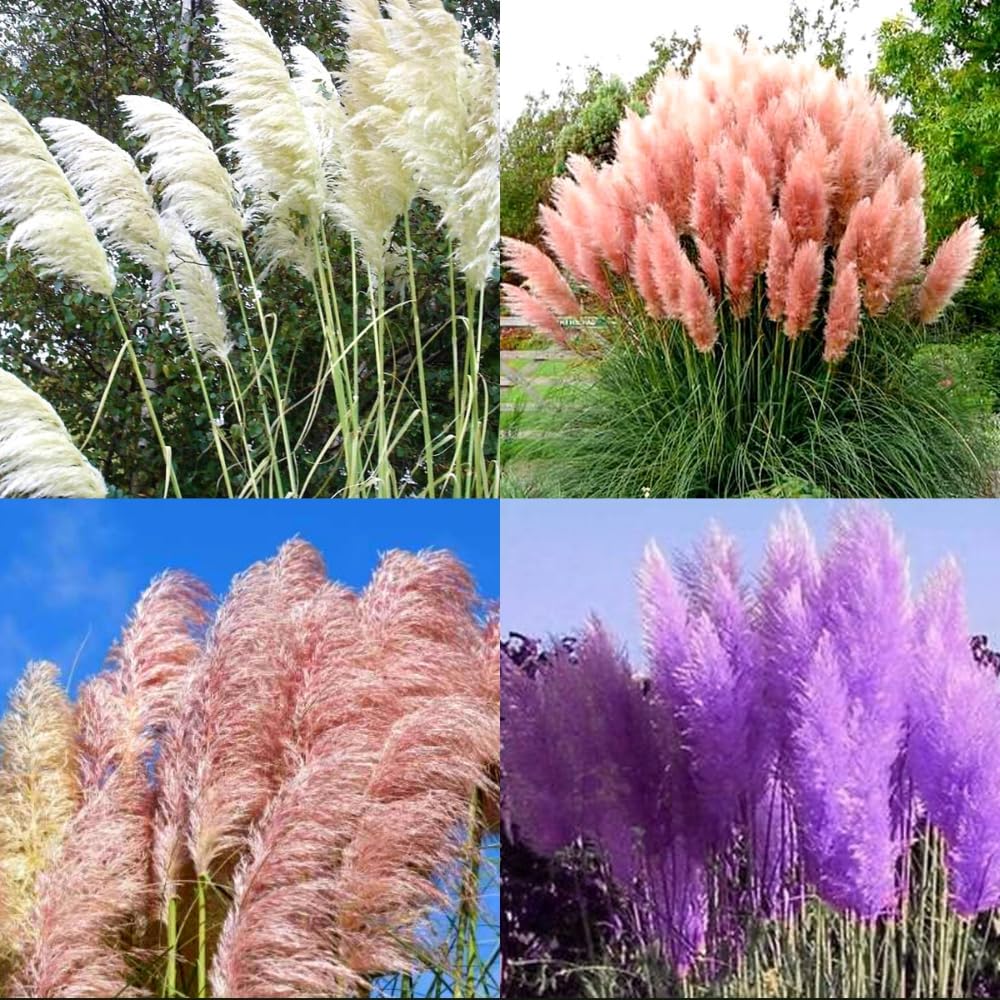 8 Mixed Pampas Grass Plants Live for Planting, 2.5" Pot, Mix Colors Potted Pampas Grass Live Plants Shrub Indoors Outdoors