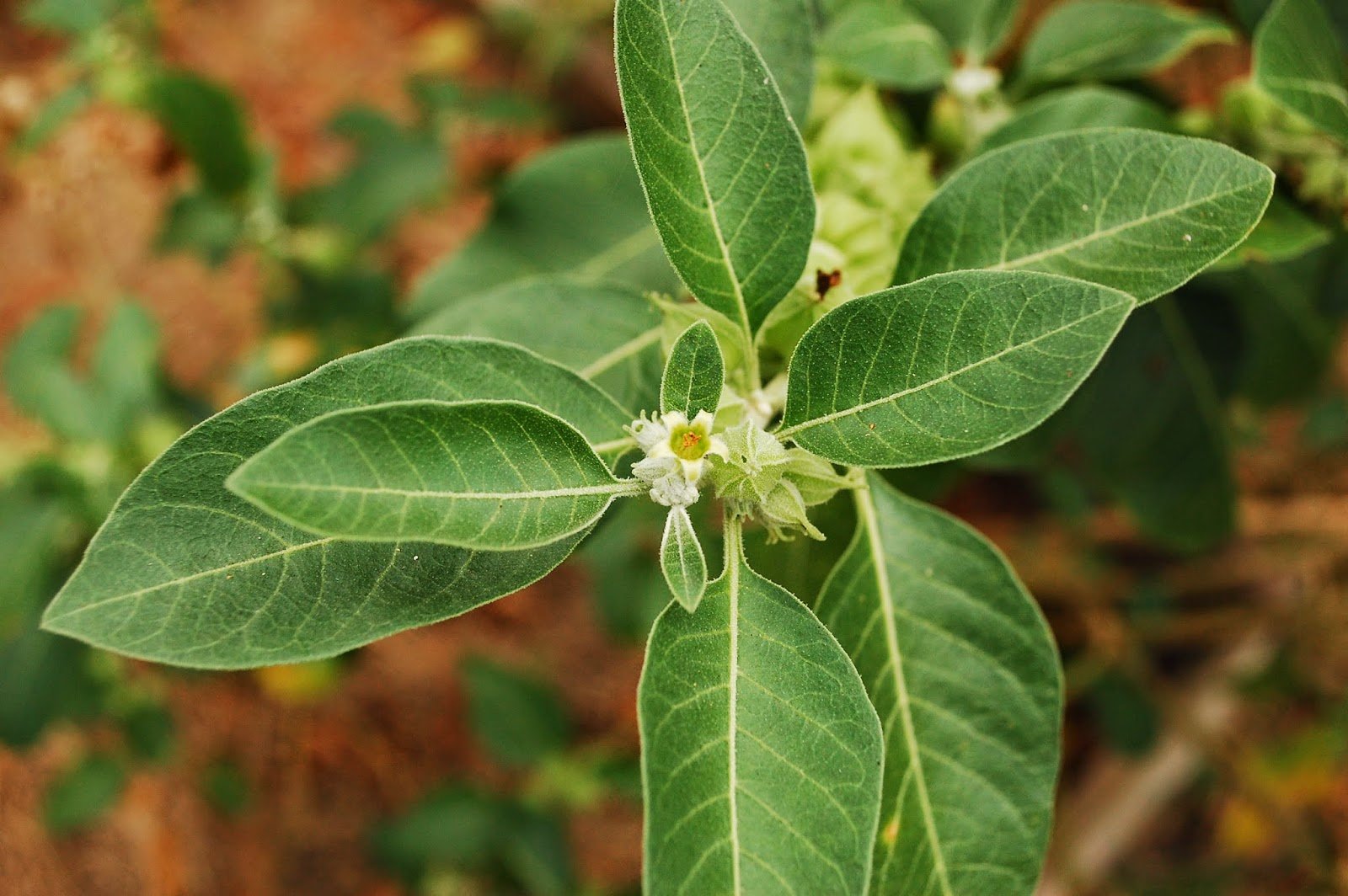Creative Farmer Plant Seeds Ashwagandha Rennet Herb Seeds For Kitchen Garden Seeds Kitchen Garden Seeds Pack (B078R6F2V2) Amazon Price History, Amazon Price Tracker
