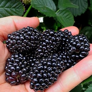 Dornenlose Brombeere Black Butte 2L - Es wächst schnell und benötigt keinen Bestäuber. product image