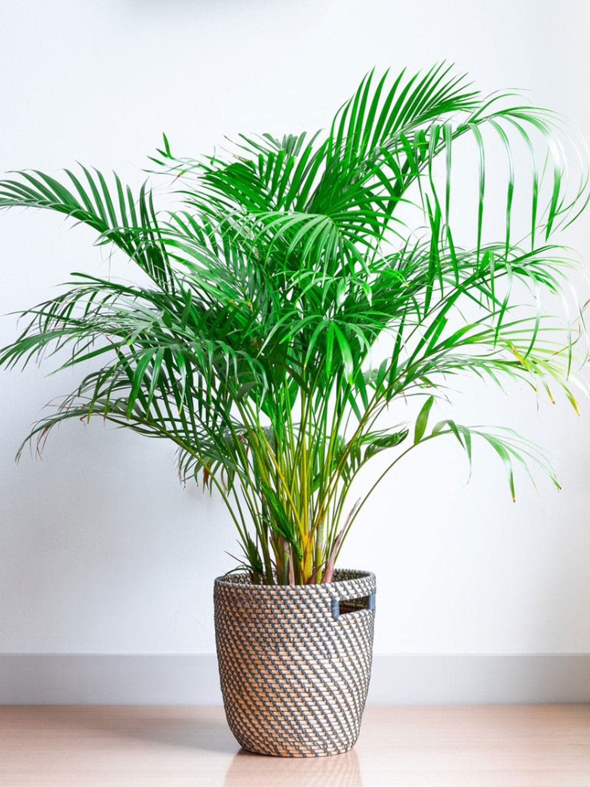 Greenworld Areca Palm Tree Live plant best indoor air purifying plant include pot-image-24