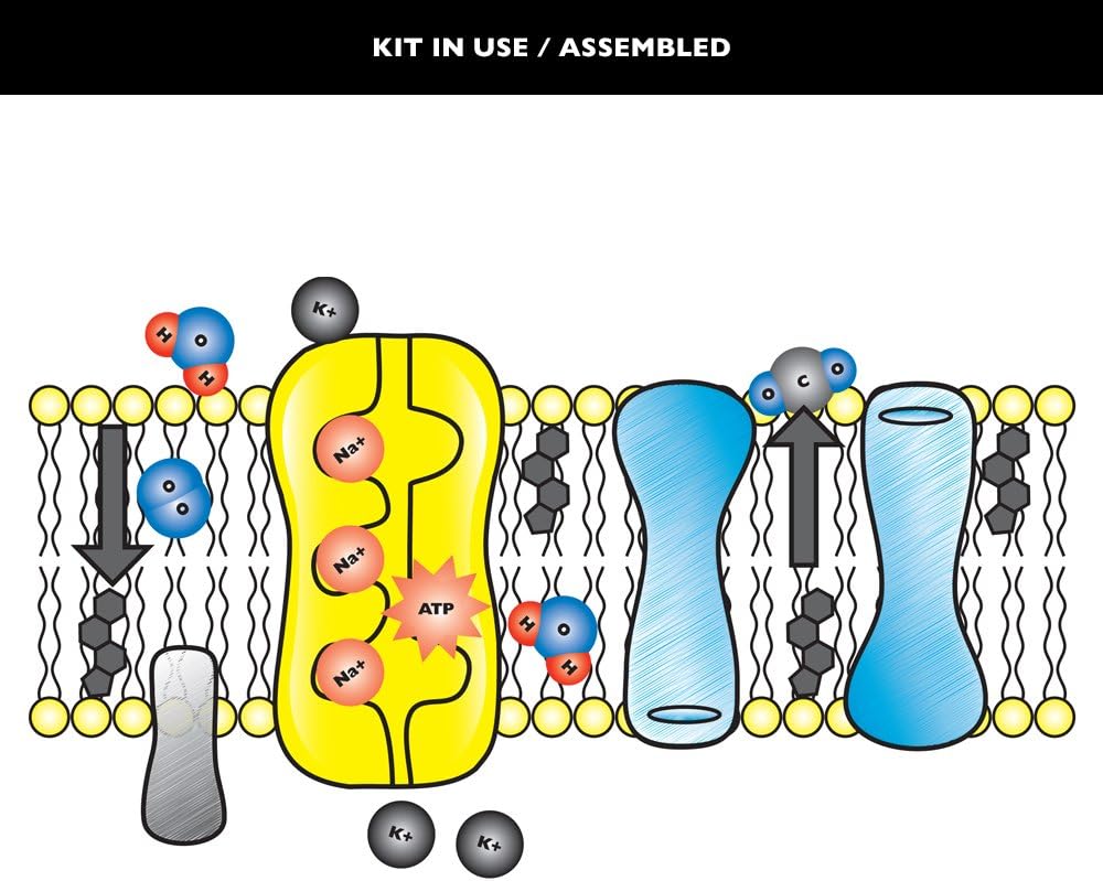 Speak Easies Cell Membrane Board Kit